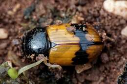 صورة Aphodius coniugatus (Panzer 1795)