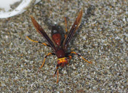 Image of Polistes infuscatus Lepeletier 1836