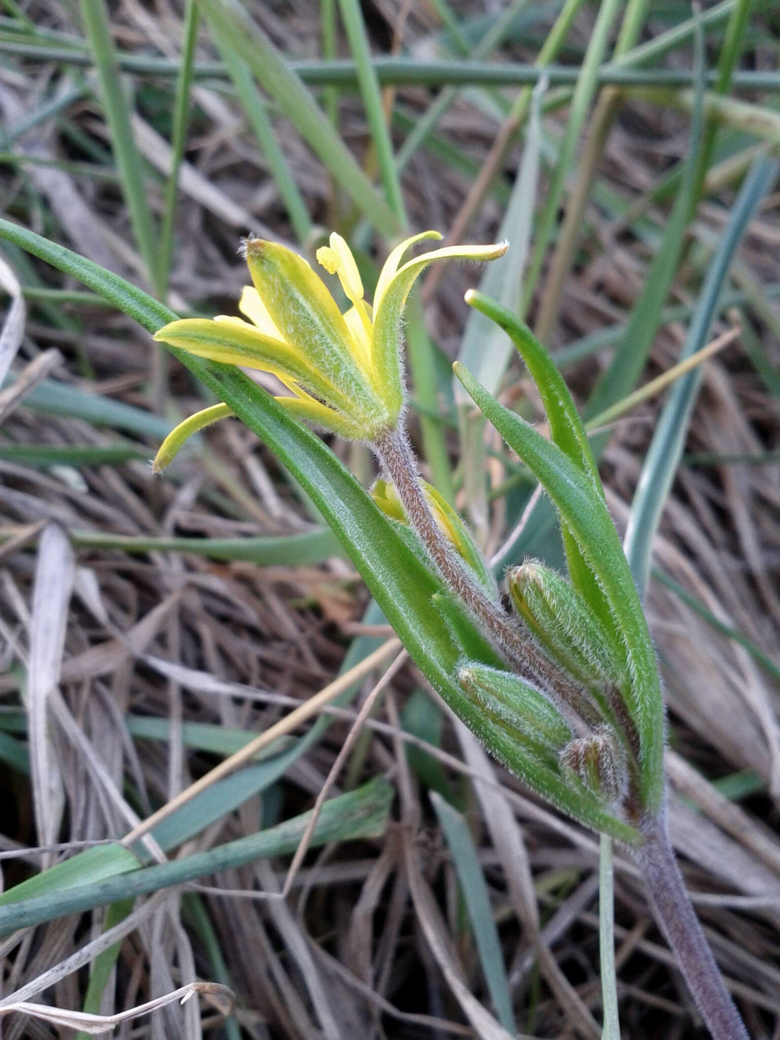 Image of field star-of-bethlehem