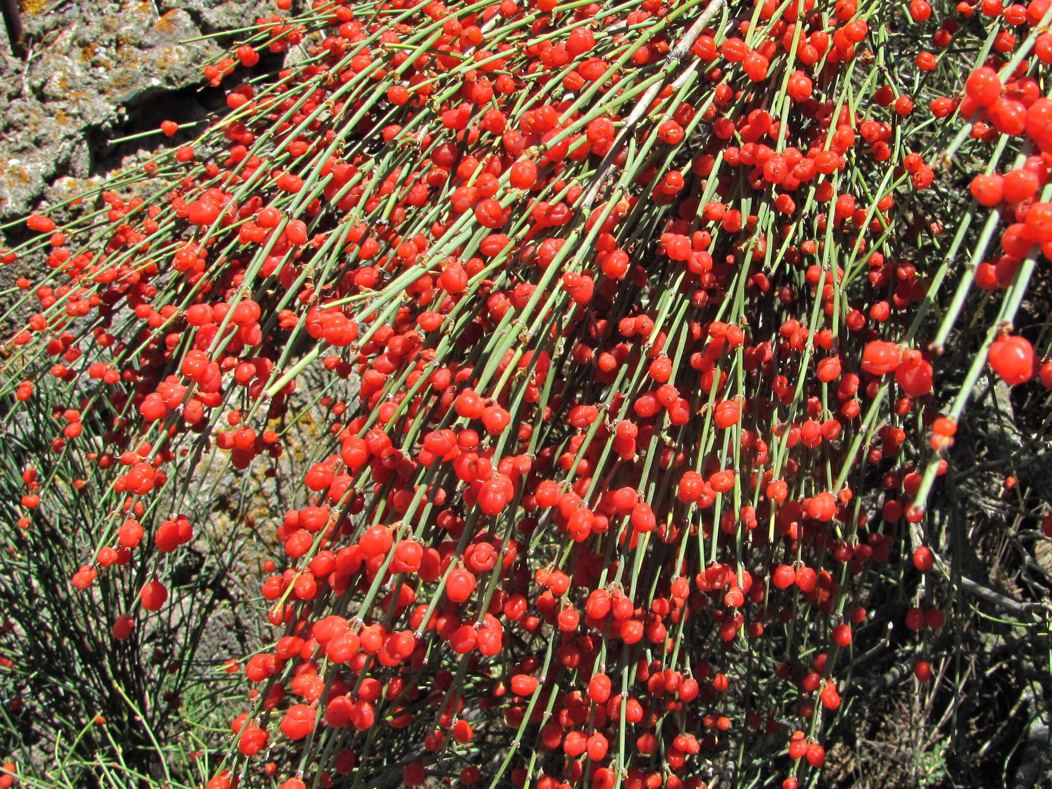 Image of Ephedra procera C. A. Mey.