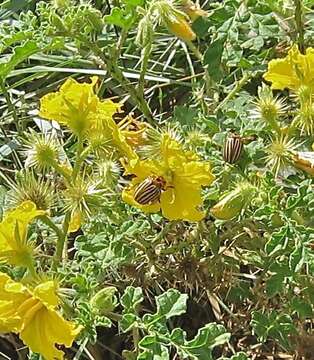 Image of Colorado potato beetle