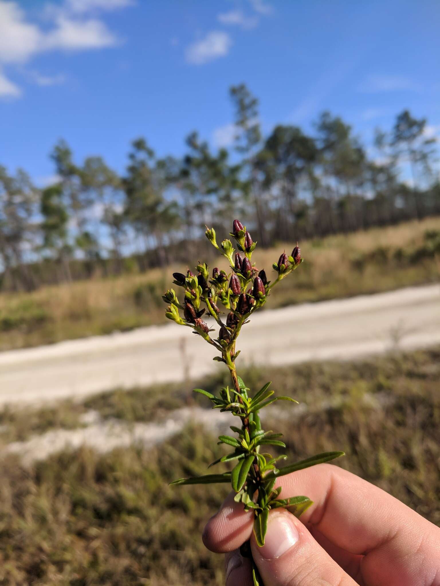 Image of cluster-leaf st.john's wort