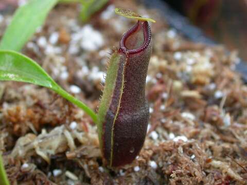 Image de Nepenthes izumiae Troy Davis, C. Clarke & Tamin