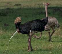 Image of Masai ostrich