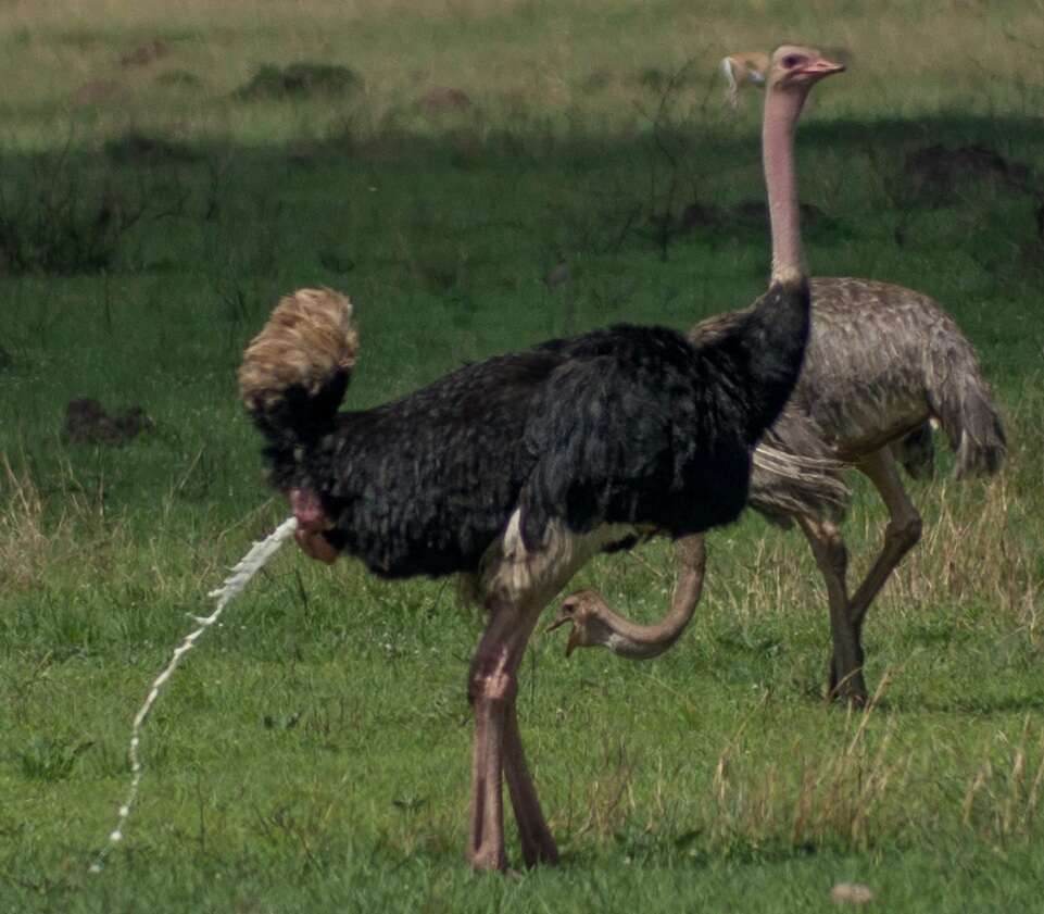 Image of Masai ostrich