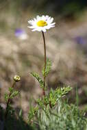 Image of false mayweed