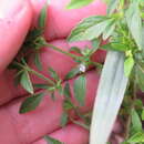 Sivun Hedeoma pulegioides (L.) Pers. kuva