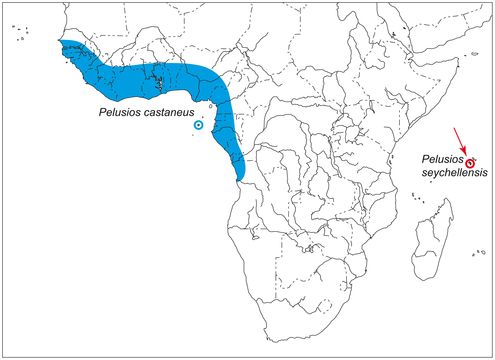 <span class="translation_missing" title="translation missing: en.medium.untitled.map_image_of, page_name: <i>Pelusios castaneus</i> (Schweigger 1812)">Map Image Of</span>