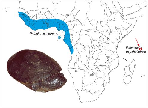 <span class="translation_missing" title="translation missing: en.medium.untitled.map_image_of, page_name: <i>Pelusios castaneus</i> (Schweigger 1812)">Map Image Of</span>