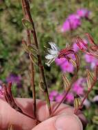 Sivun Oenothera simulans (Small) W. L. Wagner & Hoch kuva