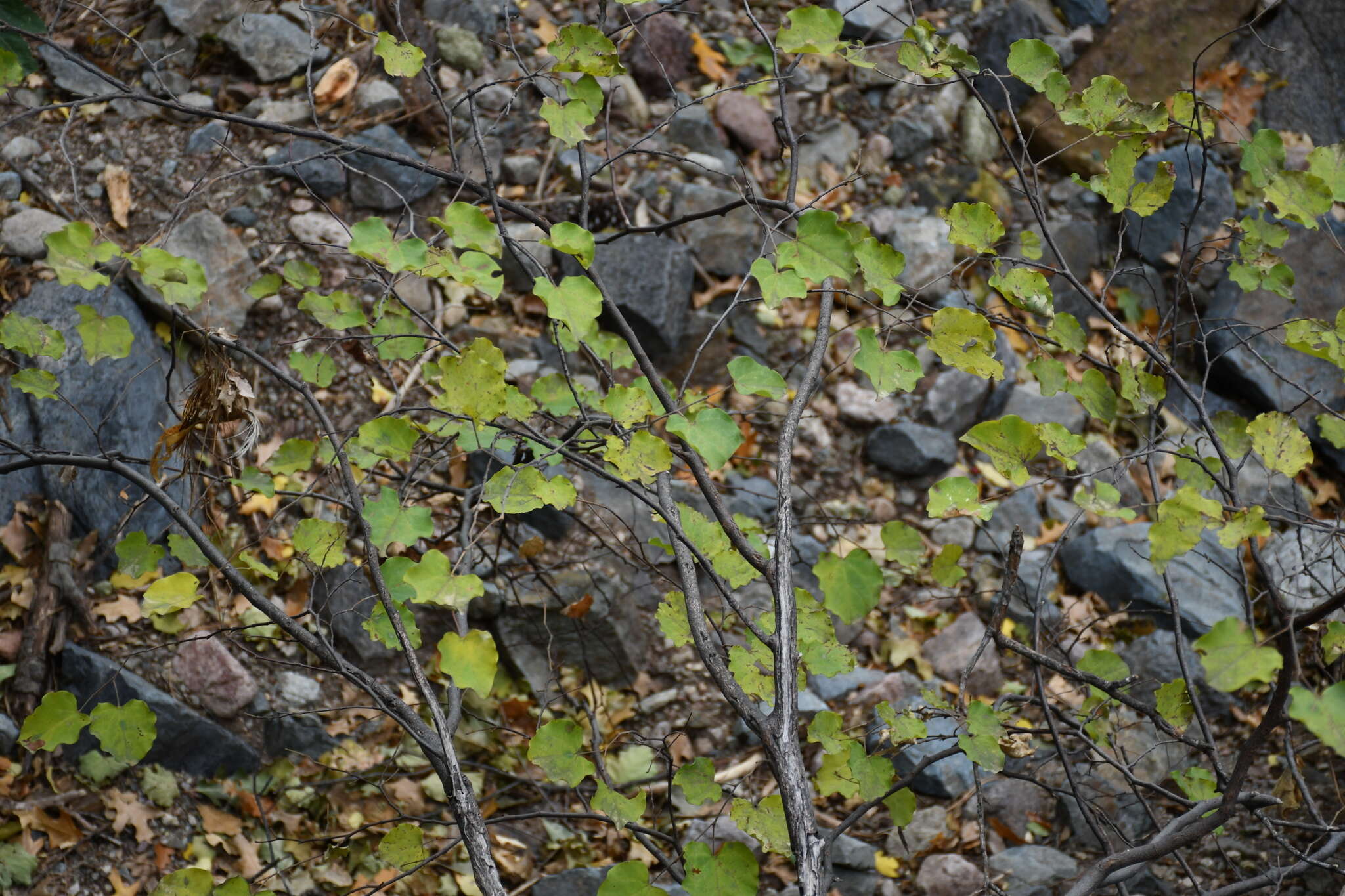 Image of Mexican redbud