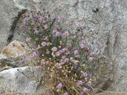 Image of Brewer's fleabane