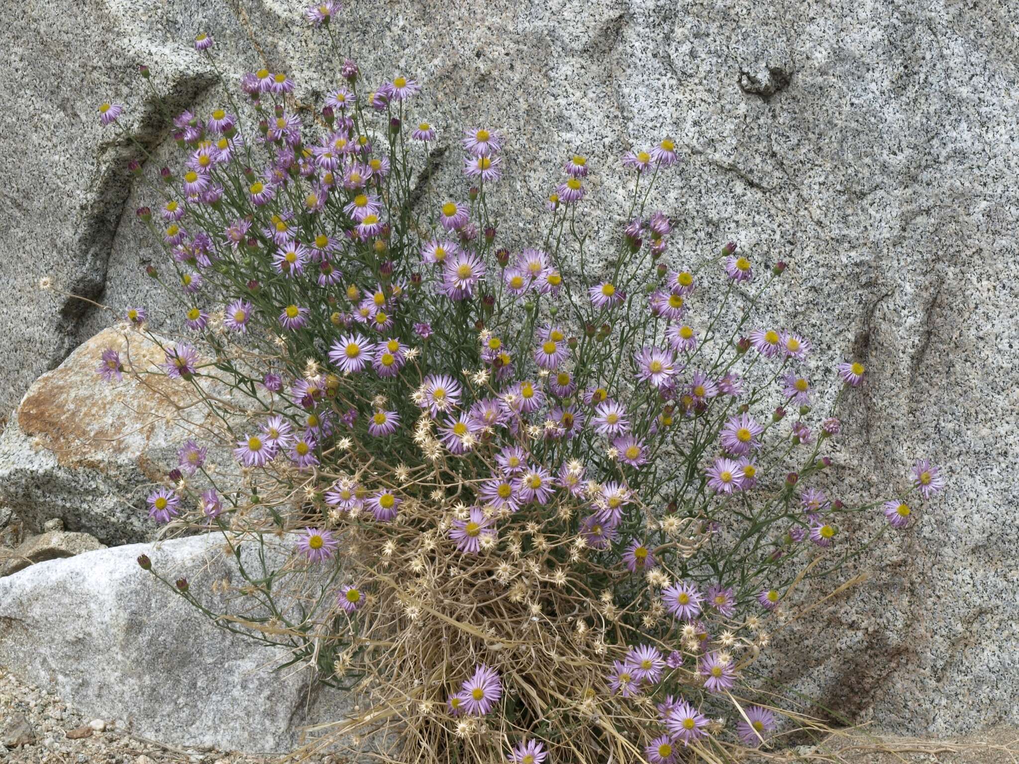 Image of Brewer's fleabane