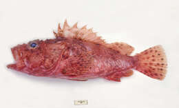 Image of Scorpionfish