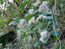 Ageratina eleazarii Rzed. resmi