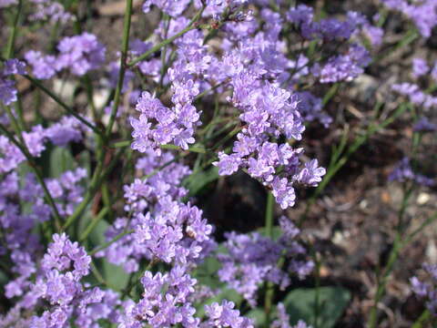 Image of Limonium humile Miller