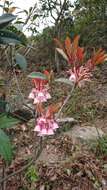 Image of Enkianthus quinqueflorus Lour.