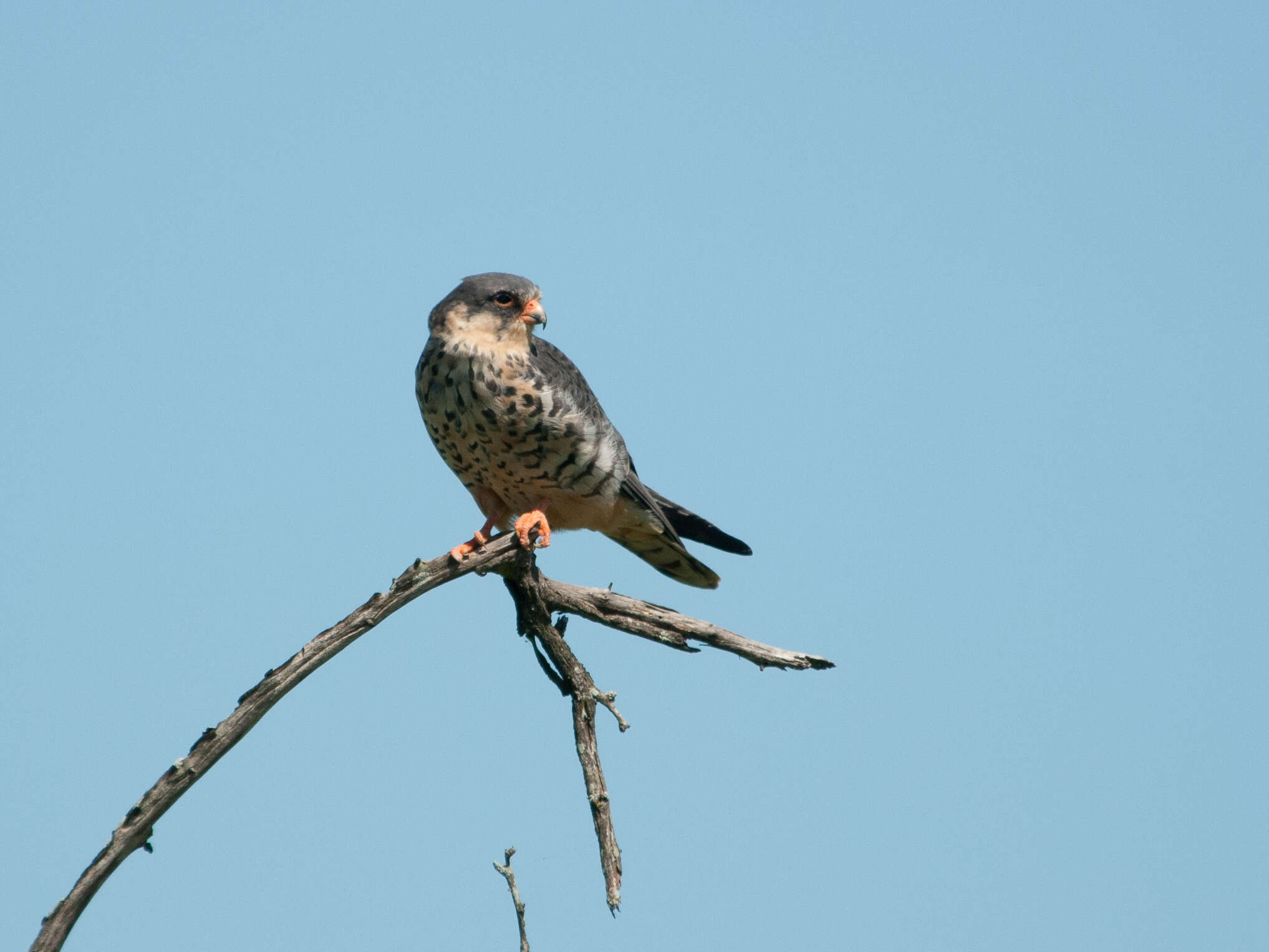 Plancia ëd Falco amurensis Radde 1863