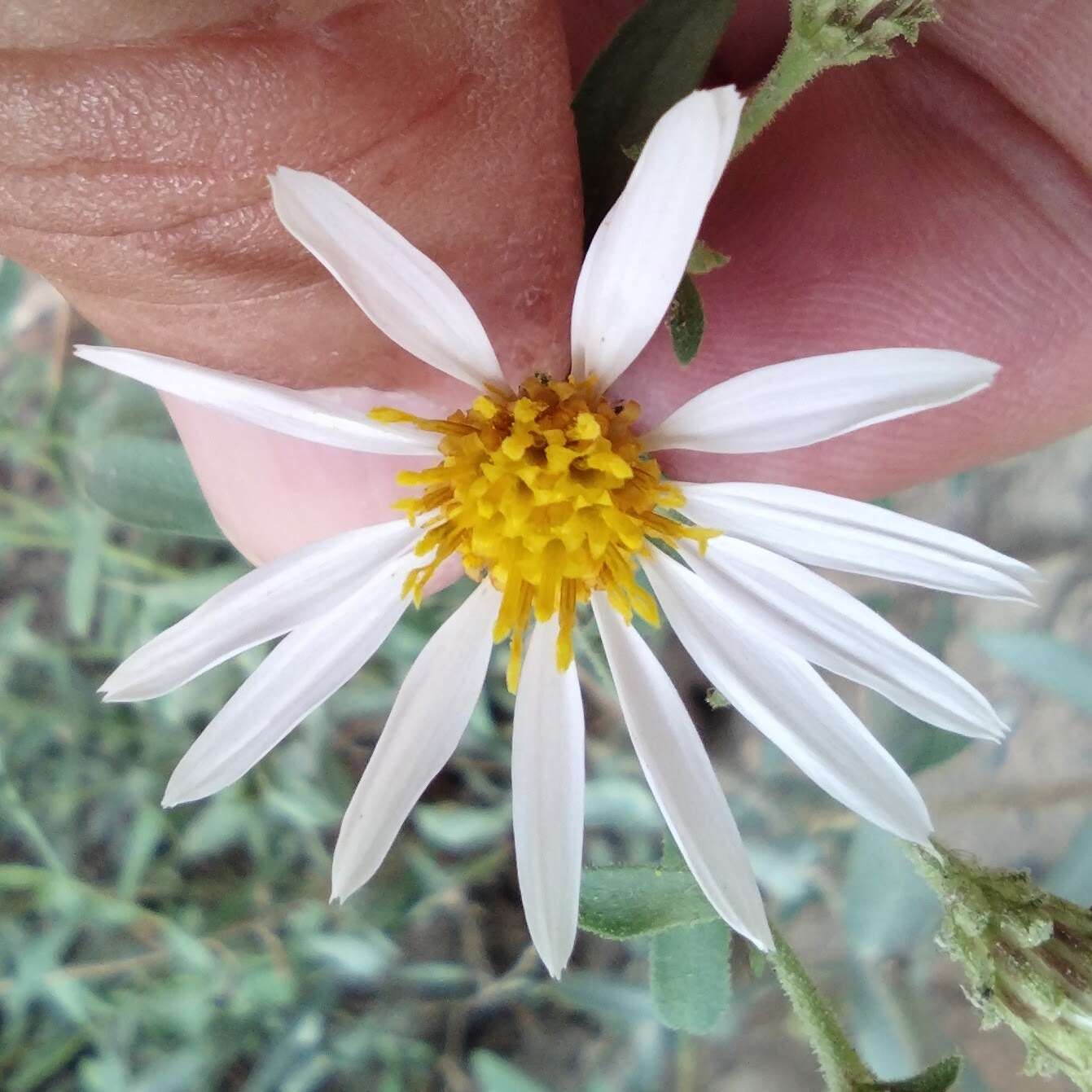 Image of beautiful aster