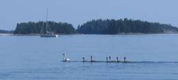 Image of Mute Swan