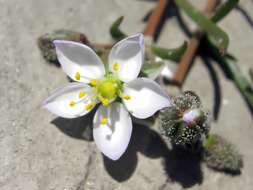 Plancia ëd Spergularia media (L.) C. Presl