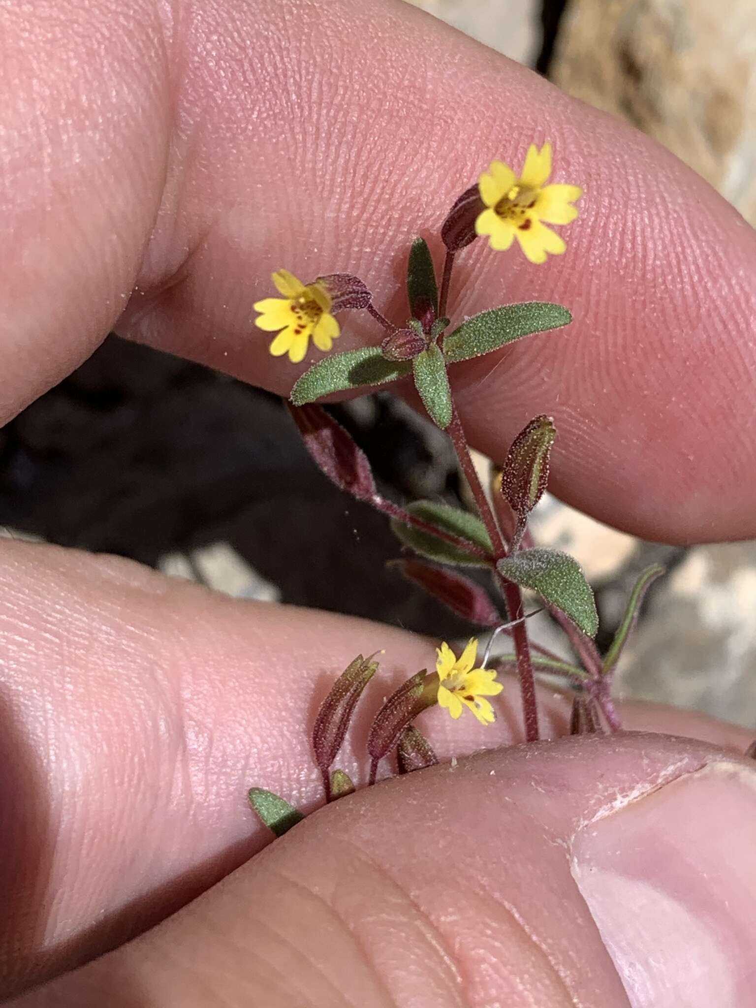 Erythranthe rubella (A. Gray) N. S. Fraga resmi