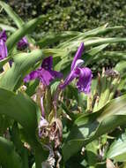 Image of Roscoea auriculata K. Schum.