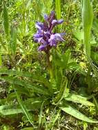 Image of Dactylorhiza praetermissa subsp. praetermissa