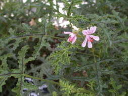 Image of oakleaf geranium