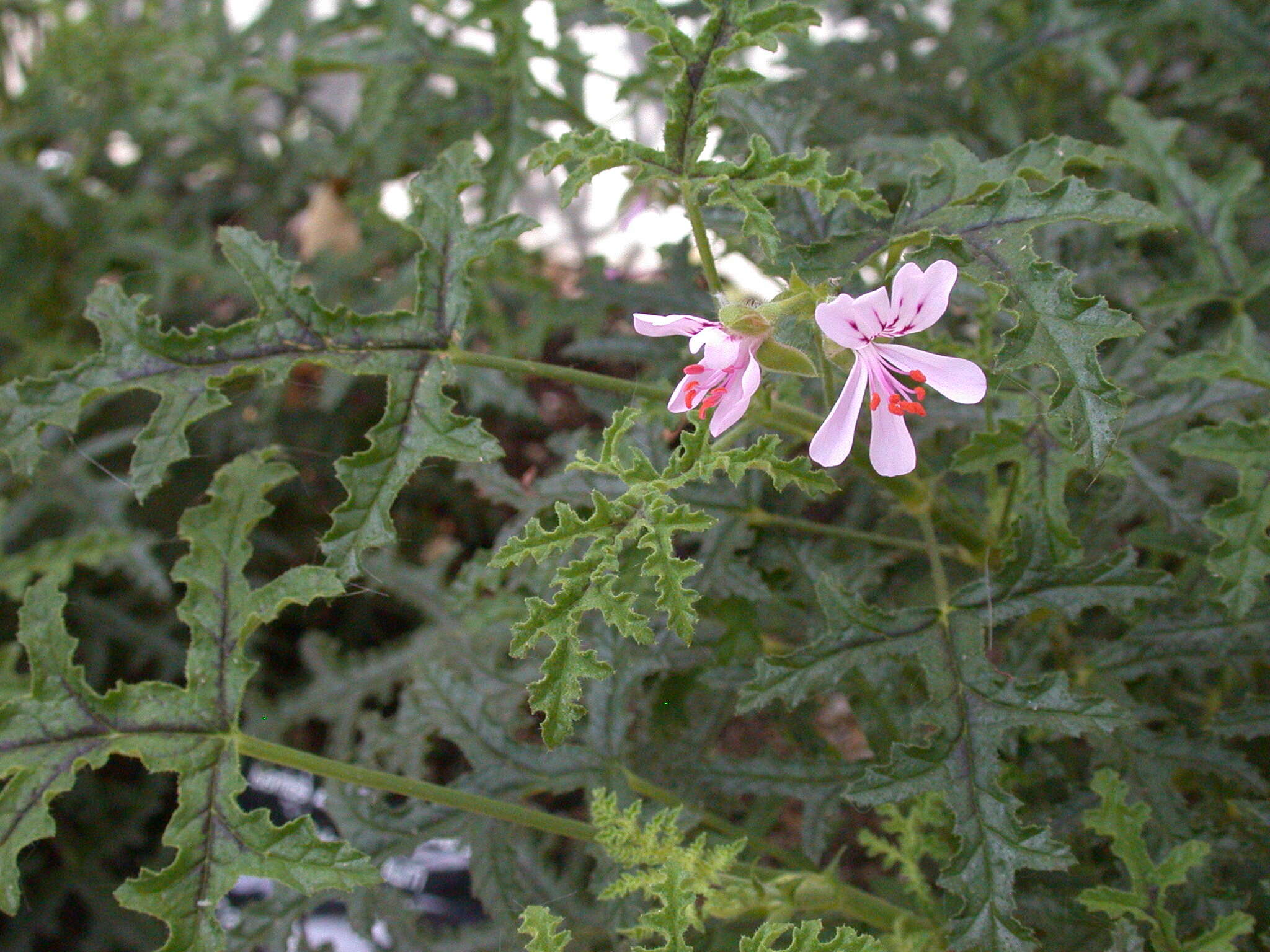 Image of oakleaf geranium