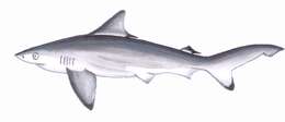 Image of Pondicherry Shark