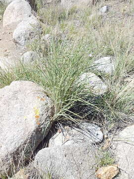 Image of prairie spiderwort