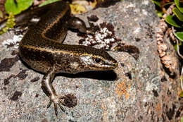 Image of Barrier skink