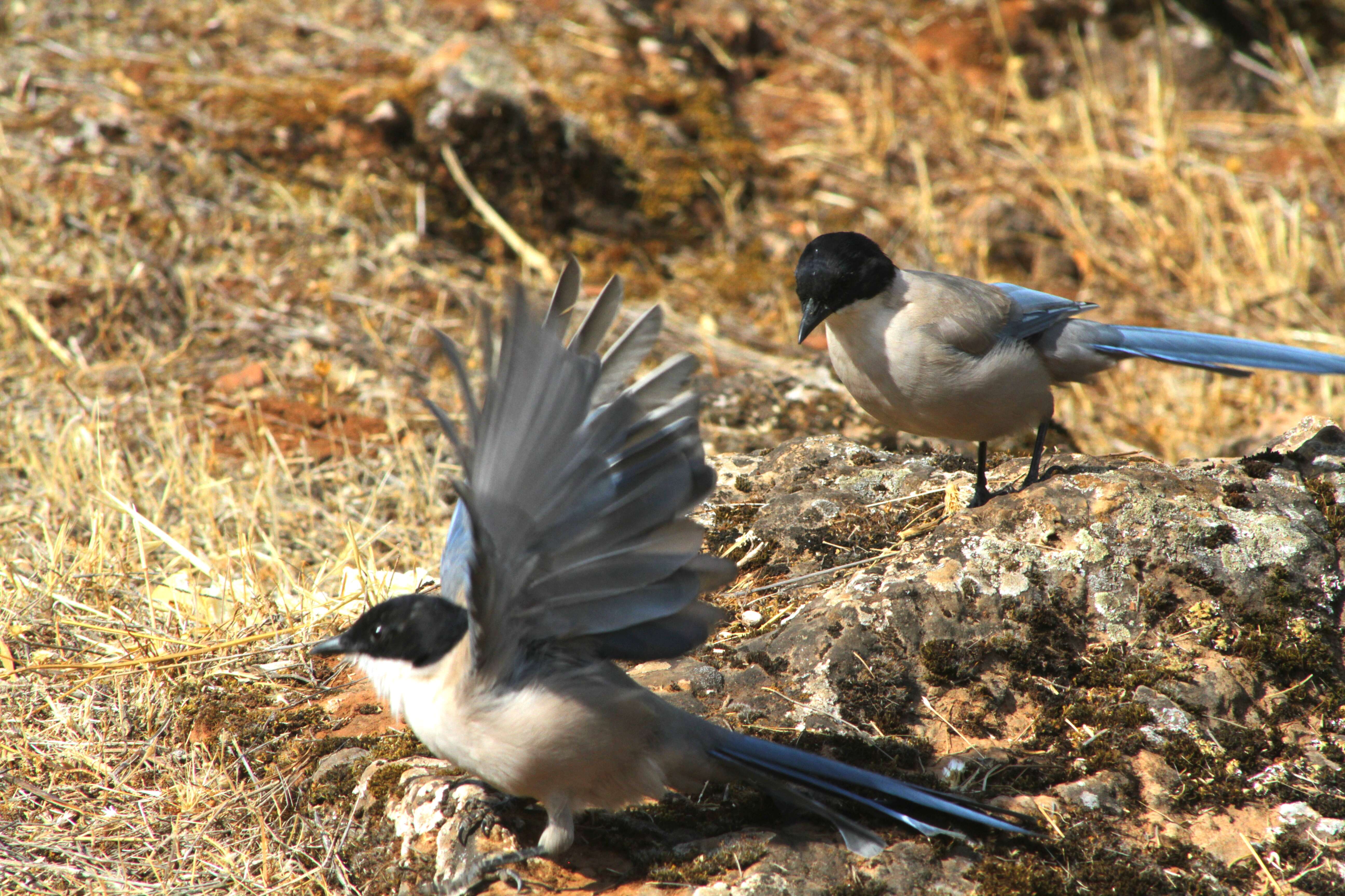 Image of Iberian Magpie