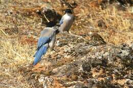 Image of Iberian Magpie