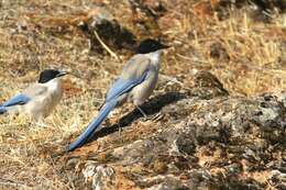 Image of Iberian Magpie