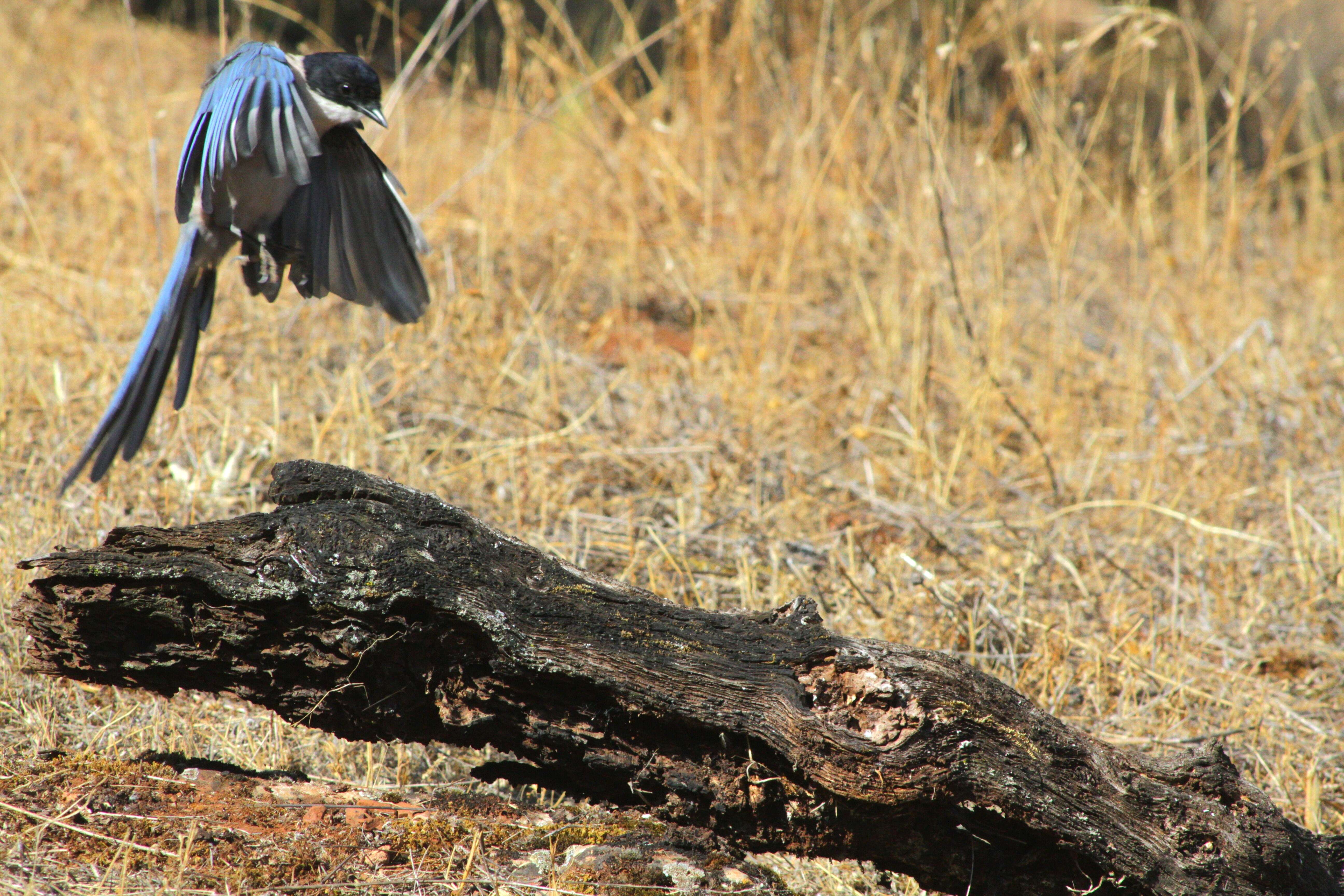 Image of Iberian Magpie
