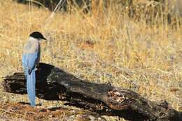 Image of Iberian Magpie