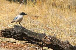 Image of Iberian Magpie