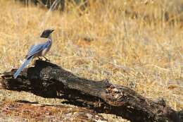 Image of Iberian Magpie