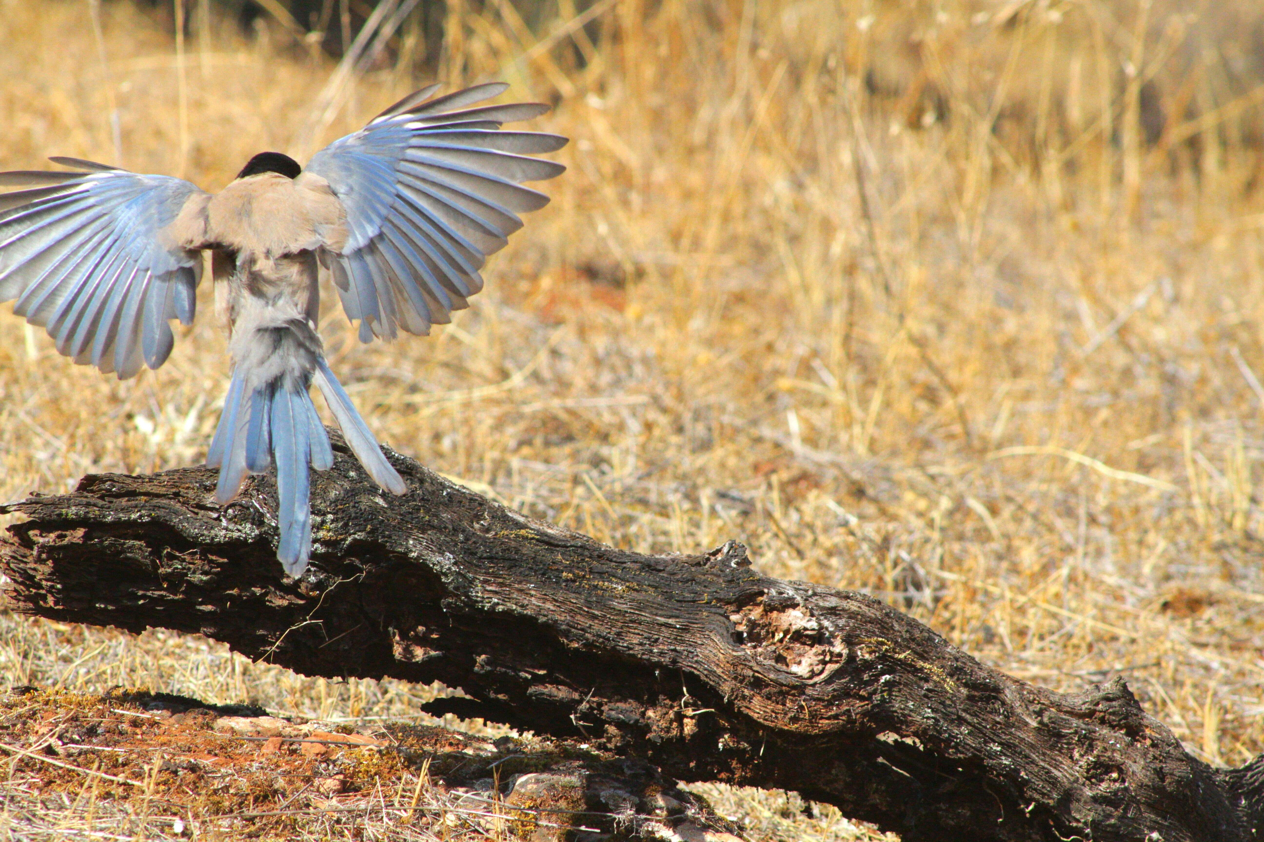 Image of Iberian Magpie