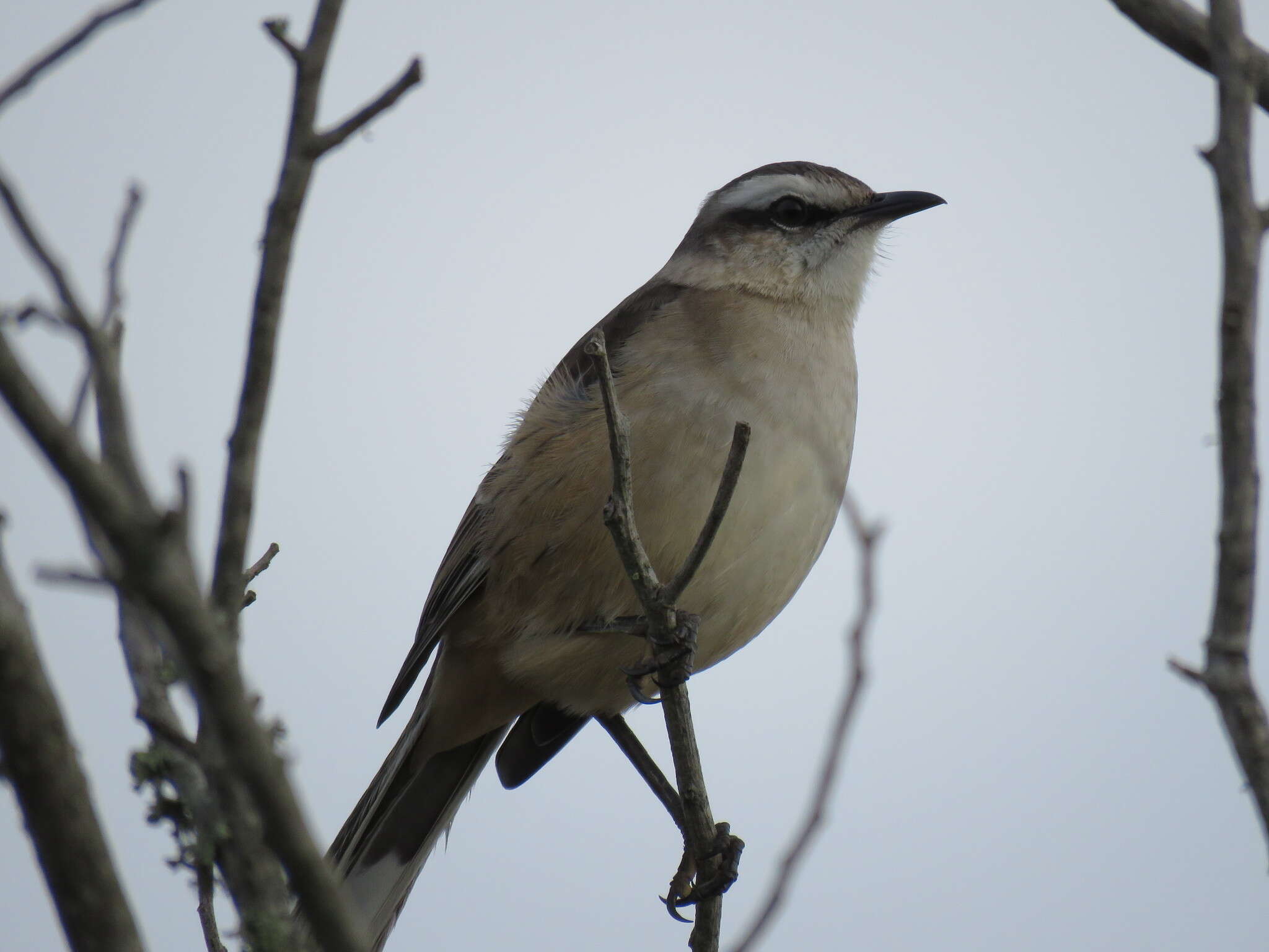 Image of Chalk-browed Mockingbird