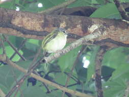 Image of Short-tailed Pygmy Tyrant