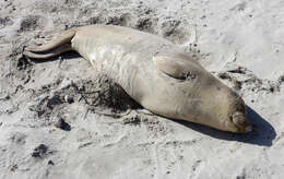 Image of elephant seal