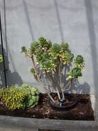 Aeonium balsamiferum Webb & Berth. resmi