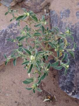 Image of California silverbush