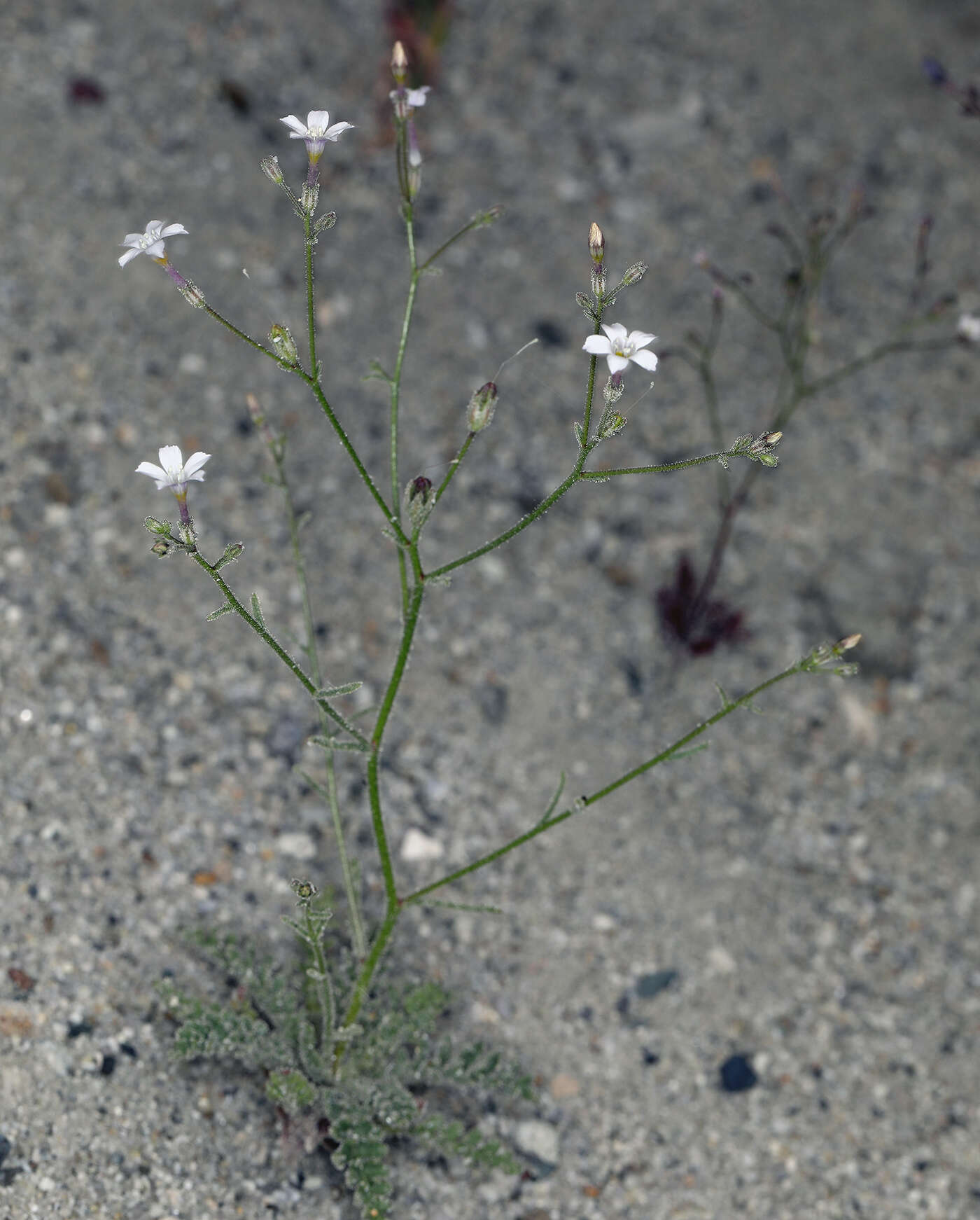 Image of desert pale gilia