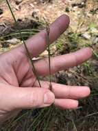 Eleocharis melanocarpa Torr.的圖片