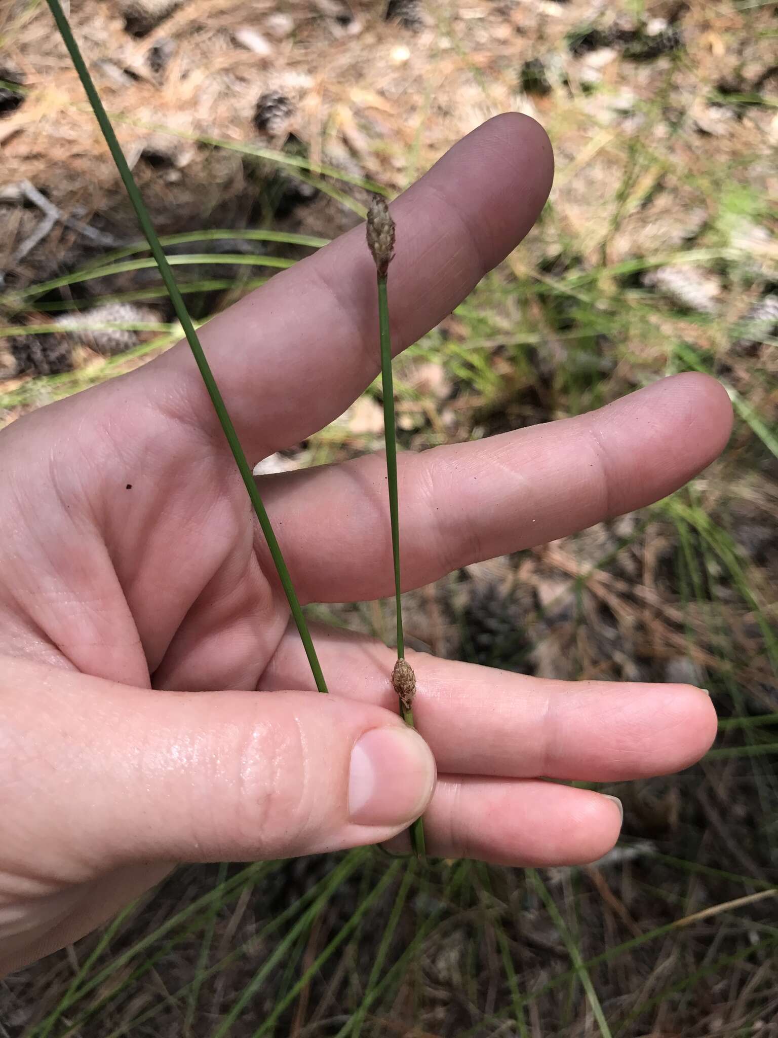 Eleocharis melanocarpa Torr.的圖片