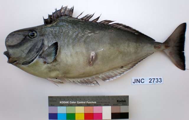 Image of Bulbnose Unicornfish